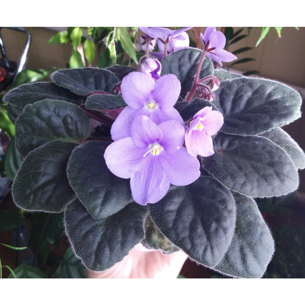 Violces: African Violet Keren untuk Tamanmu