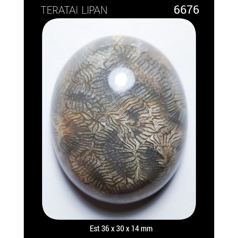 6676 Batu Teratai Lipan