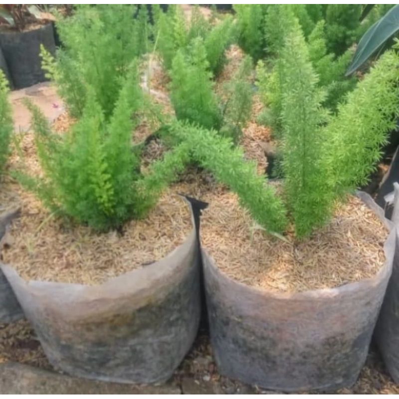 Tanaman hias cemara ekor tupai