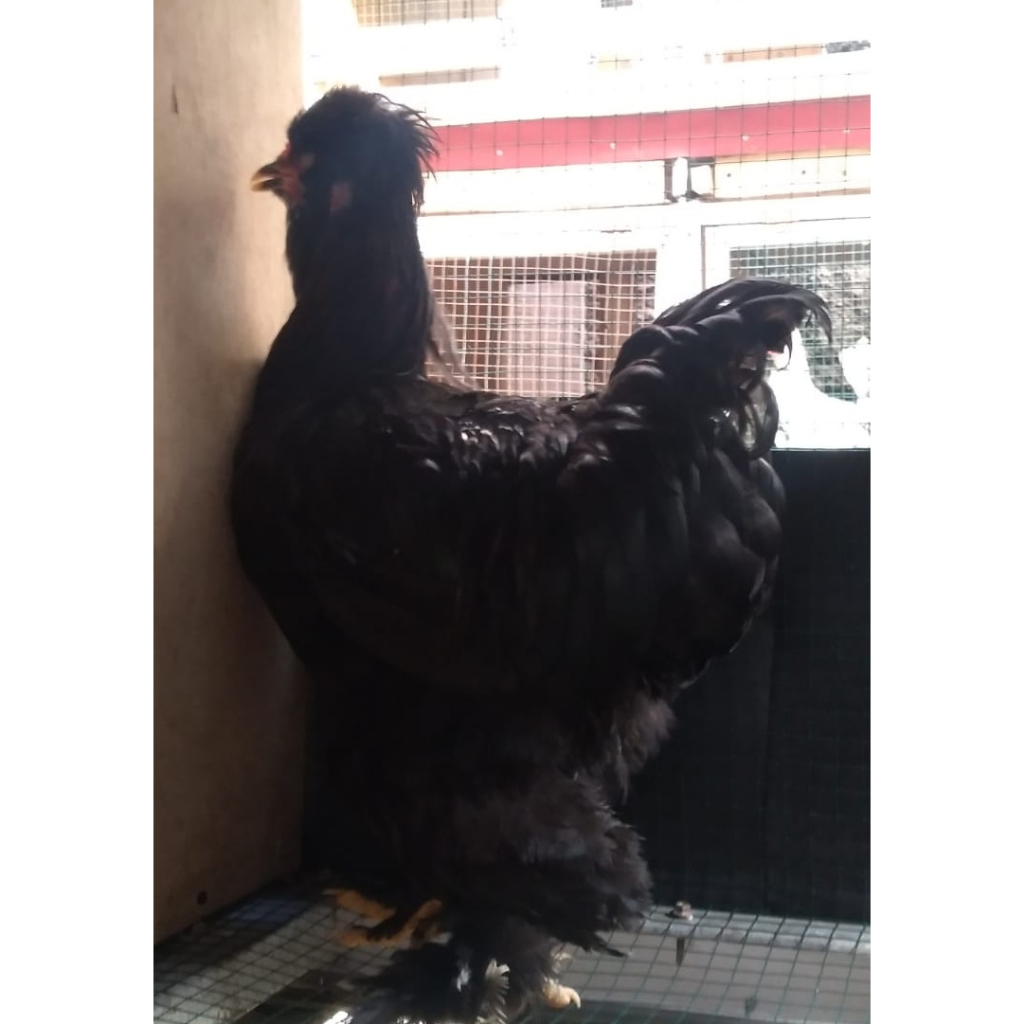Ayam brahma park black usia 5 bulan (real foto dan vidio )