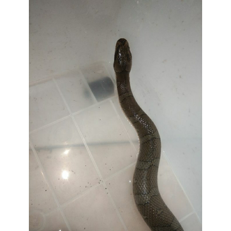 Aksesoris Kandang Ular Kadut