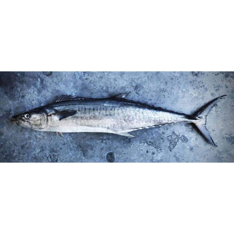 

ikan tenggiri jumbo ikan segar1kg