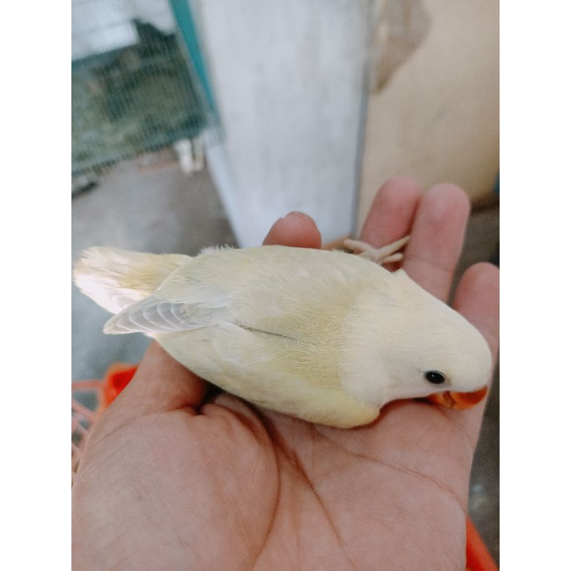 Anakan/lolohan/piyikan burung lovebird jenis NK(non klep) warna creamino , orange head , red head DL