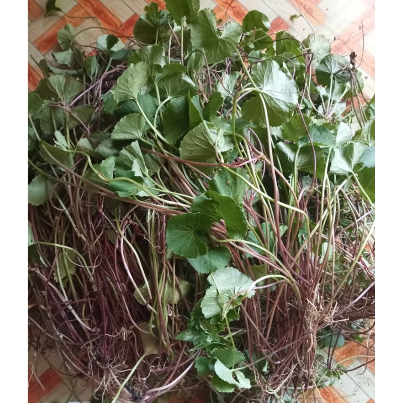 

Daun pegan segar/ Daun antanan merah 1 kg