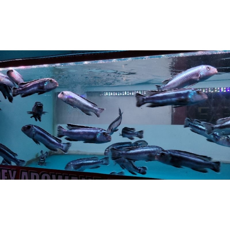 

IKAN SIKLIT JUWANI INDUKAN 10CM BUKAN BABY YAH TERMURAHHH