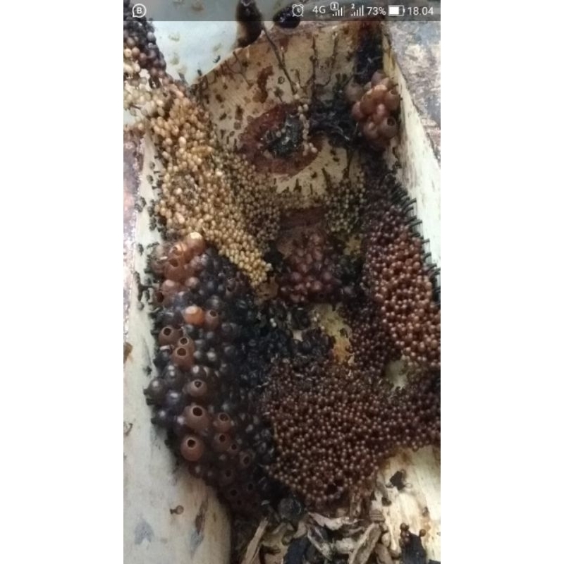 bibit lebah klanceng leavi /koloni leavicep / klanceng /kele kele /lanceng / levi / trigona / kelulu