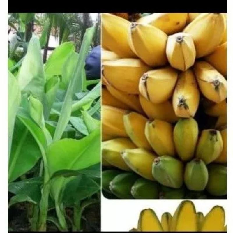 bibit pisang kepok kuning