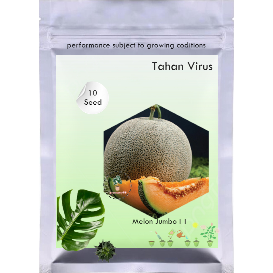 10Benih Melon Jumbo F1 Hibrida Bibit Buah Melon Orange Manis Super Besar Bintang Asia Tahan Virus