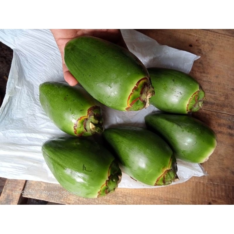 

TEMBULUK/BIJI KELAPA MUDA BURULUK-MBULUK-TEMBULUK OBAT HERBAL DIABETES