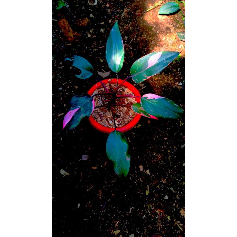 Philodendron Pink Princess
