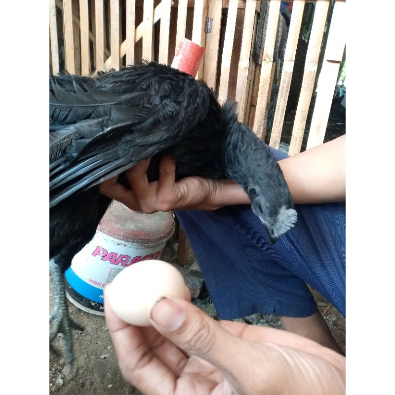 

telur ayam cemani lidah hitam