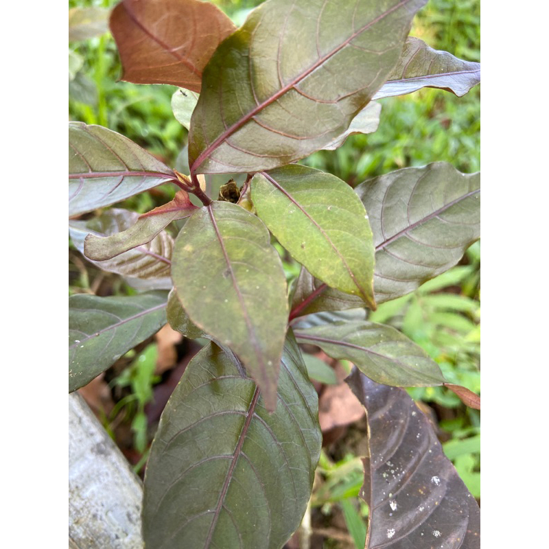 

Daun ungu segar / daun handeuleum segar petik langsung fresh-az