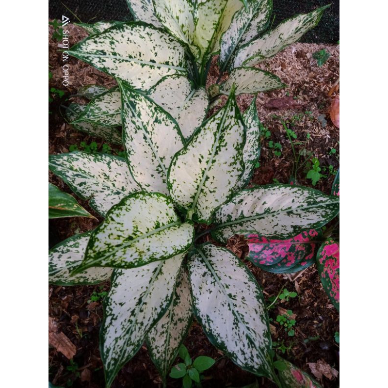 aglaonema snow white