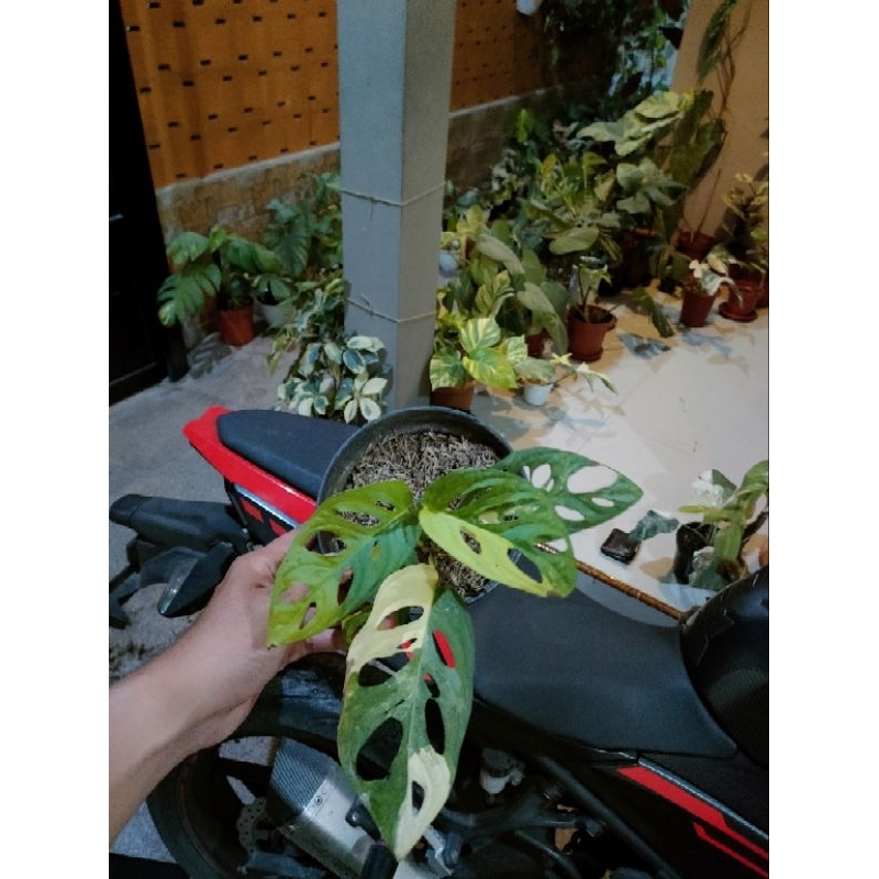 Janda Bolong Jepang Varigata Kuning Kak Stipen (LINK CO)