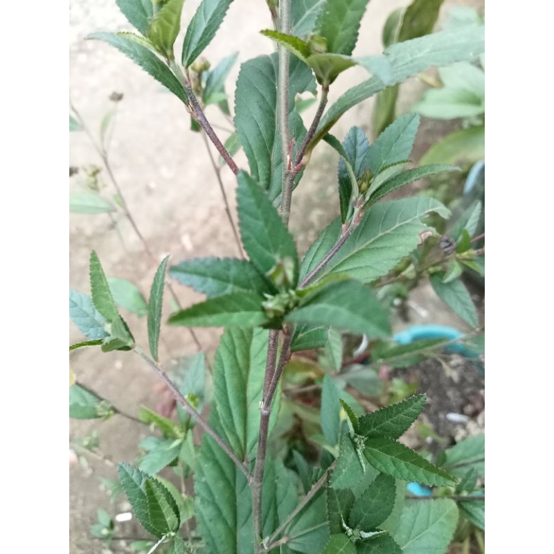 

Daun Sidagori/sadagori segar 500gr
