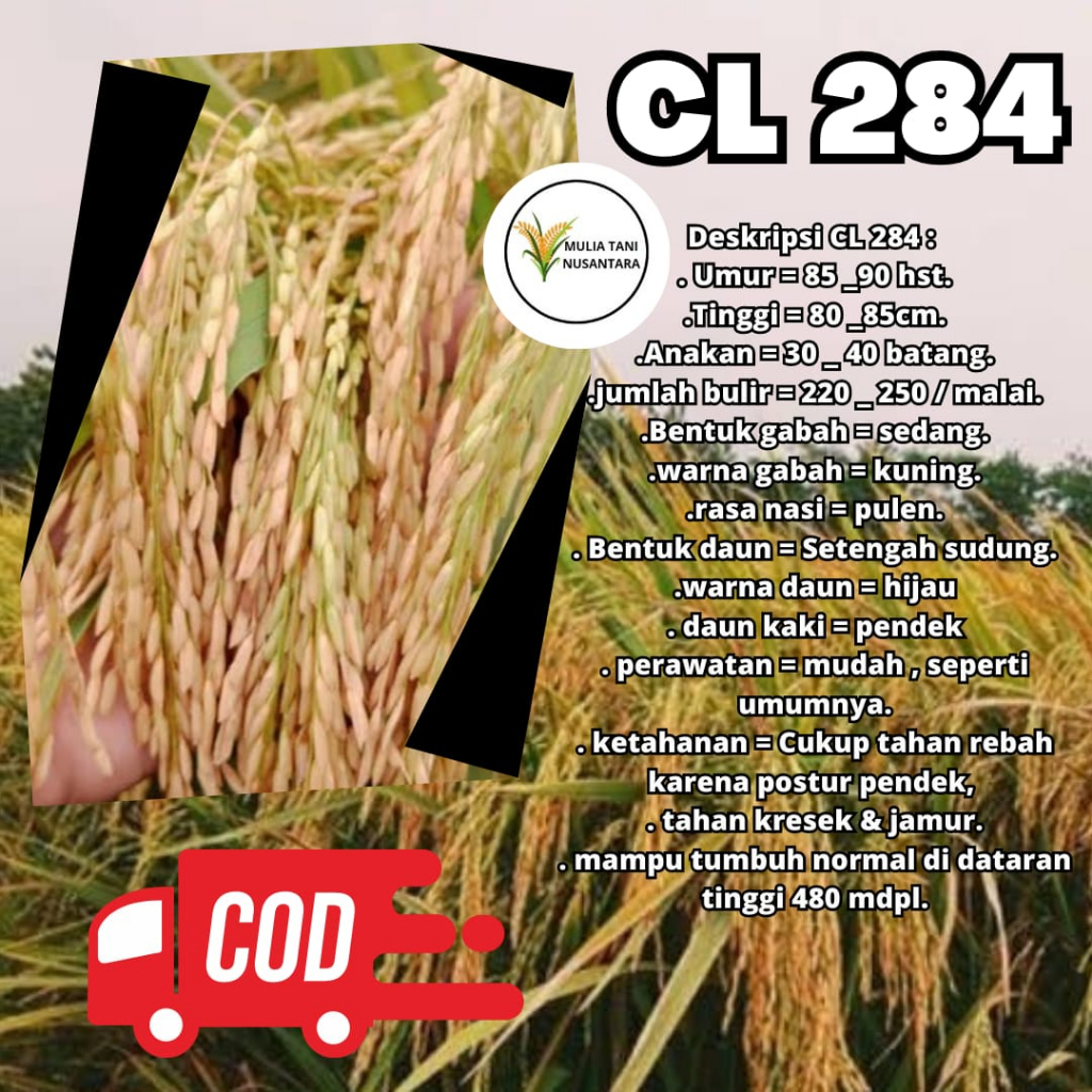 Benih Padi Unggul CL 284 5kg / Bibit Benih Padi Berkualitas CL 284 Kemasan 5 Kg
