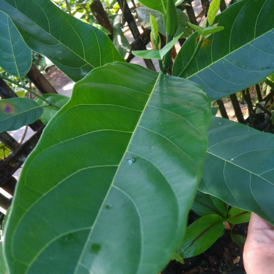 

Daun nangka freash segarrrrt