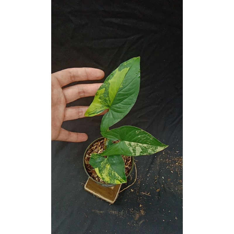 syngonium Yellow Variegata