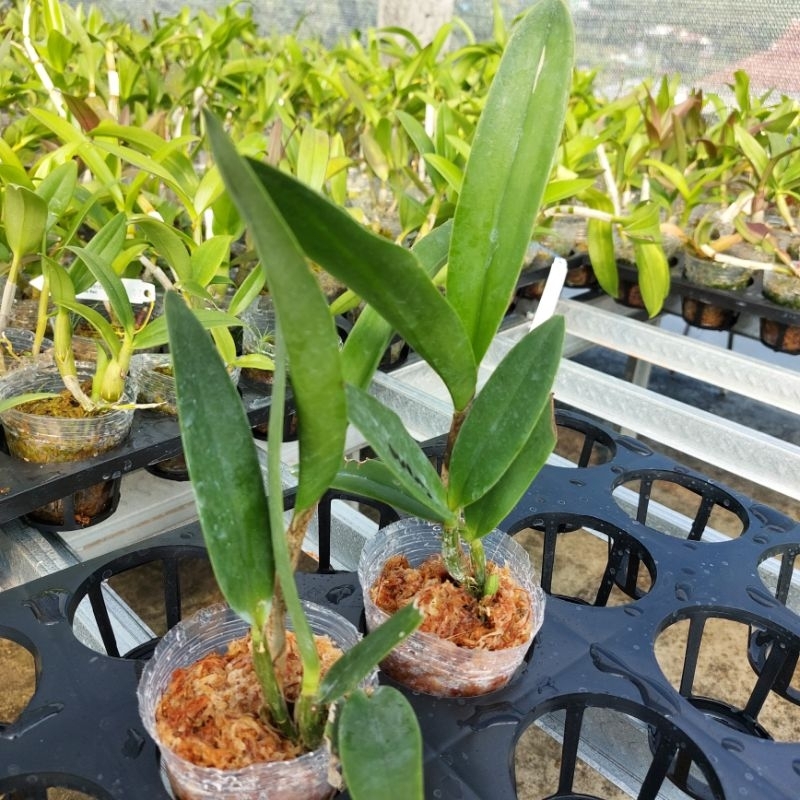 cattleya Remaja Yen corona Jumbo klone import Bangkok. Original plant