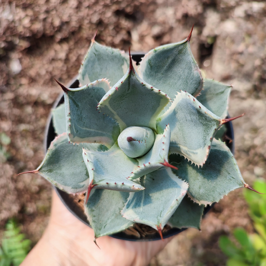 Agave Blue| D 10 Cm |  Sukulen