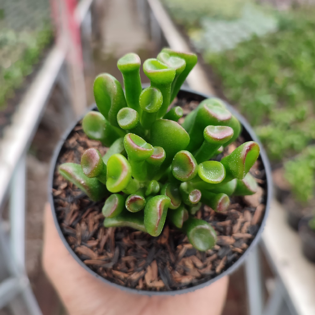 Crassula Ovata Gollum | D10cm