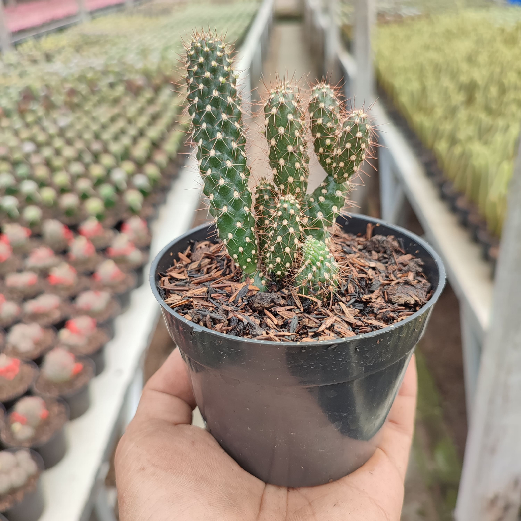 Cylindropuntia Fulgida | D 10 Cm | Kaktus