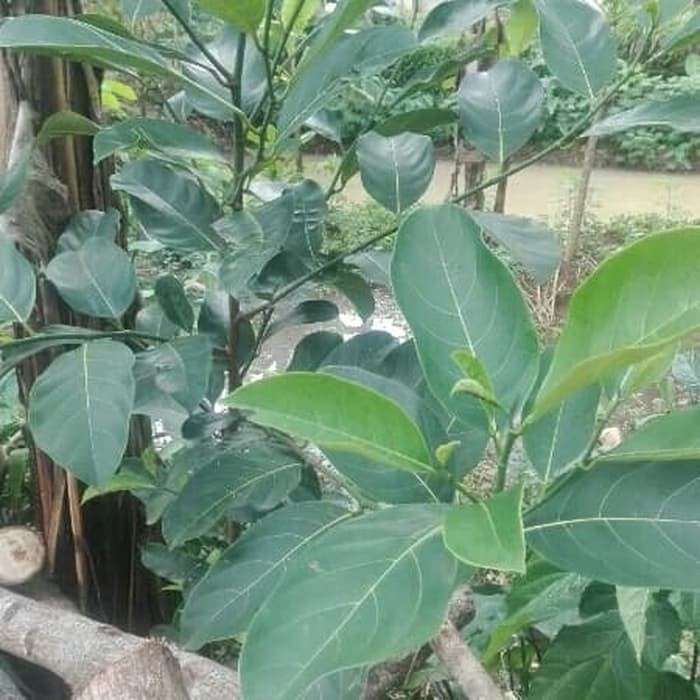 

{}Daun nangka freash segar{}