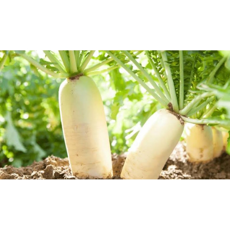 Benih lobak putih eceran berkualitas 40 gram, 100 gram