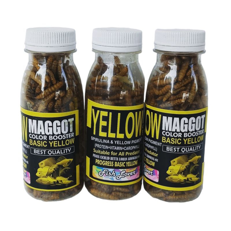 MAGGOT YELLOW BOTOLAN pakan ikan hias chana chiclid penambah warna kuning ikan