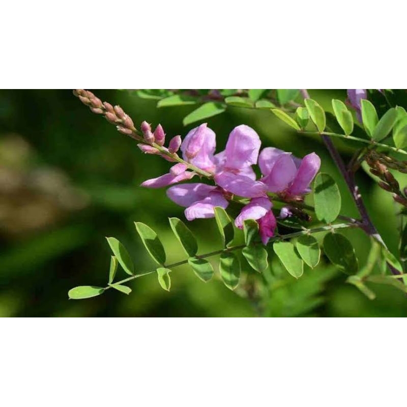 Biji Benih Indigofera