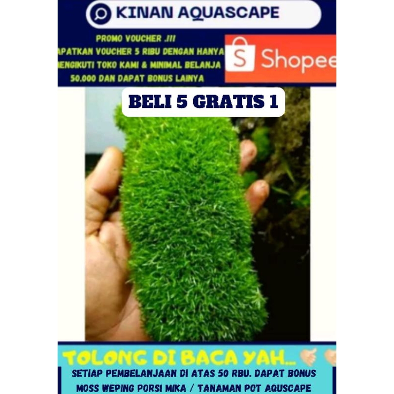 MOSS DARAT MOSS MUTIARA MOS PALUDARIUM MOSS TERRARIUM