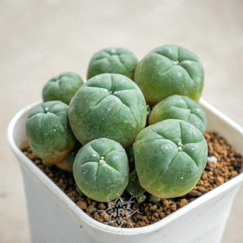 Lophophora Williamsii var. Caespitosa (Texas)