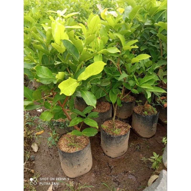 Bibit Tanaman Jambu Air Black Diamond Tinggi 1 Meter Up Batang Besar Dan Rimbun Cepat Berbuah