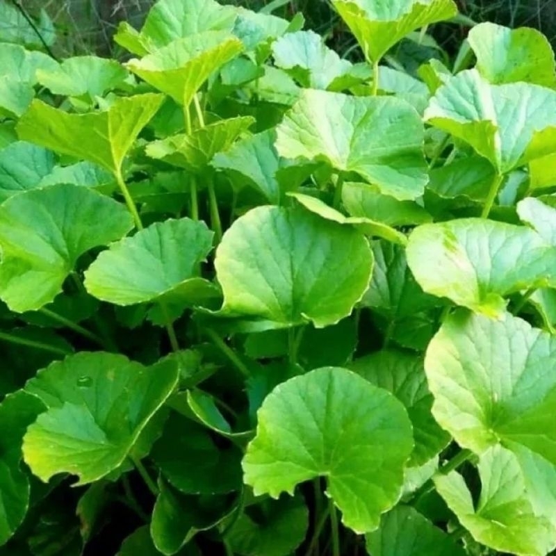 

Jual daun pegagan antanan segar murah berkualitas 1 kg