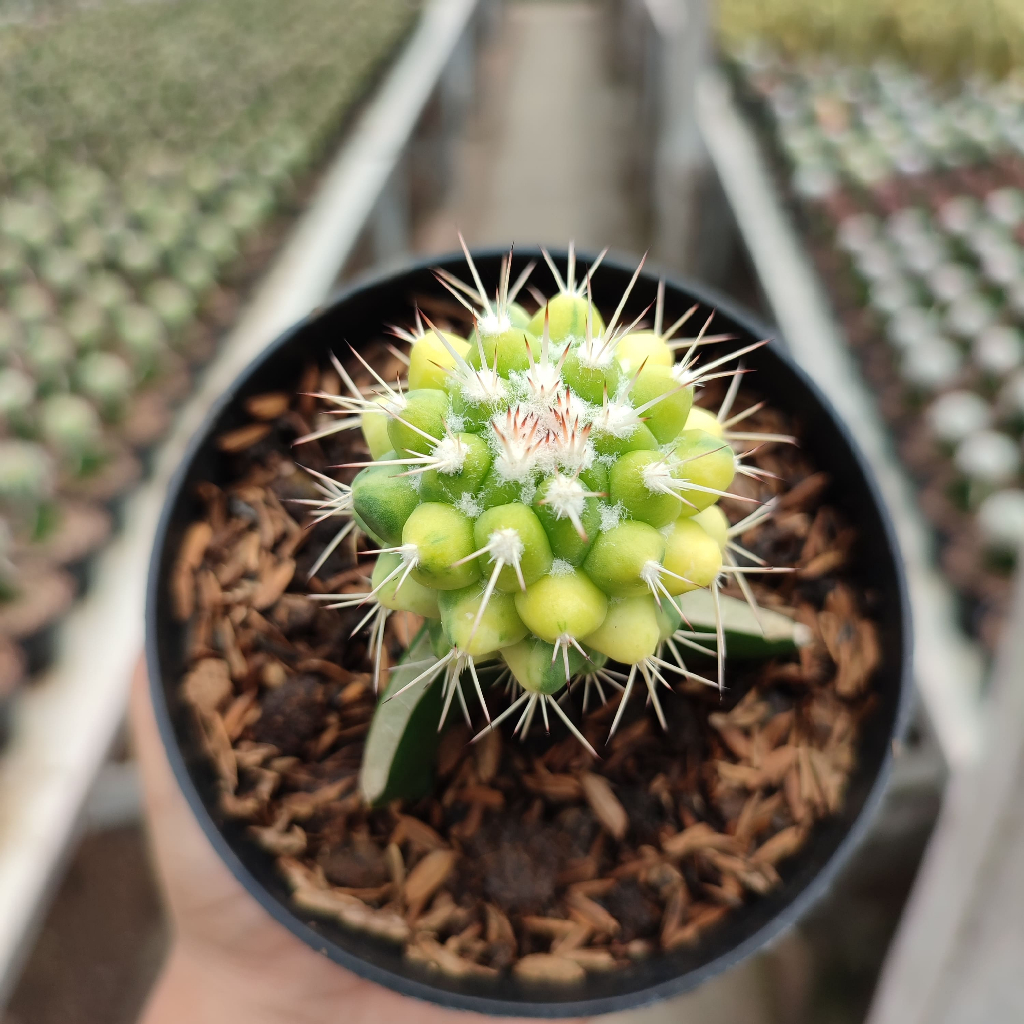 Grafting Mammillaria Durian Variegata | DP 10 Cm | Kaktus