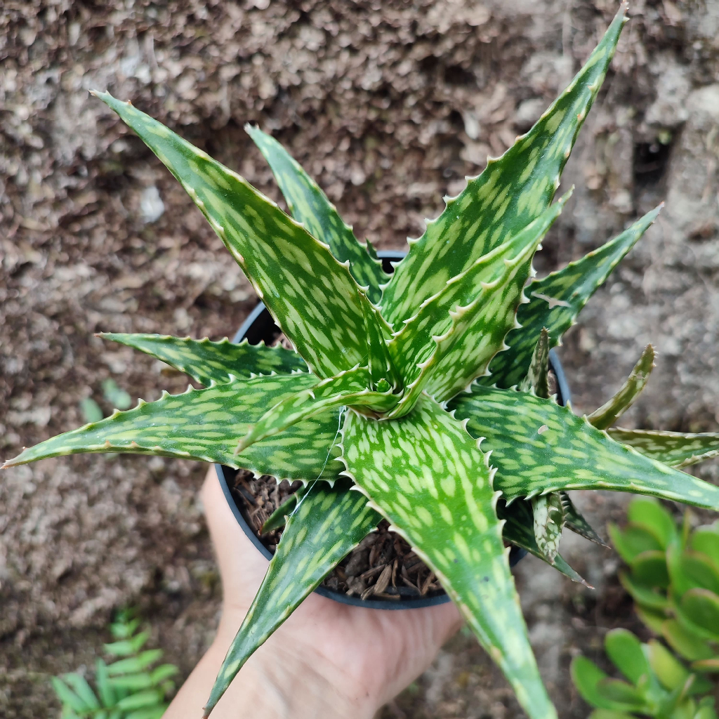 Aloe 4 | DP 10 Cm