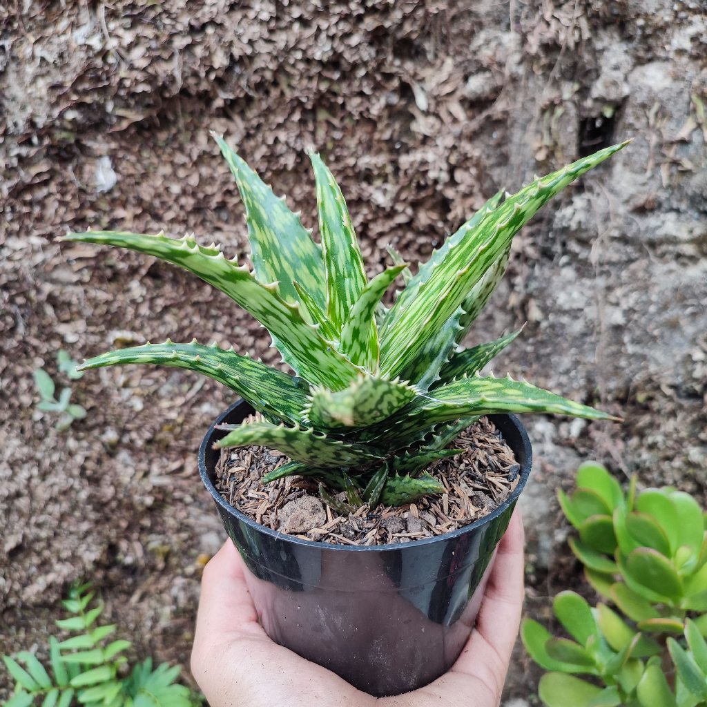 Aloe 4 | DP 10 Cm