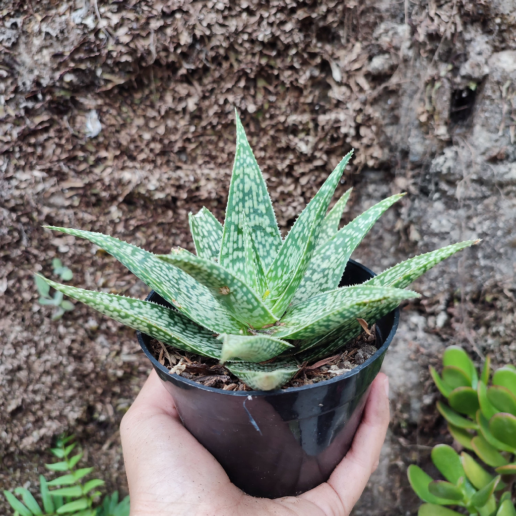 Aloe 5 | D 10cm