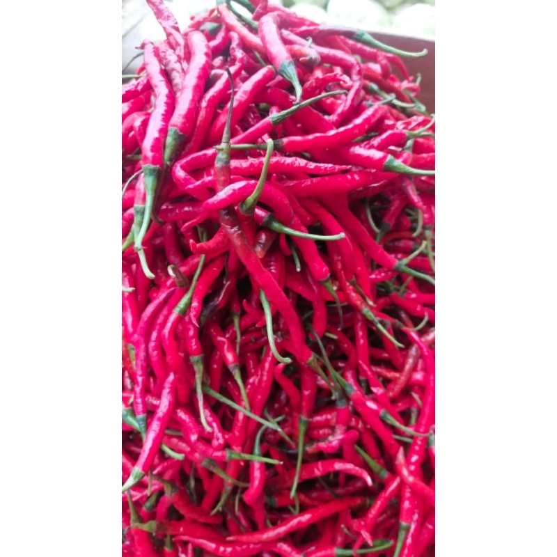 

CABE MERAH KERITING 500gr