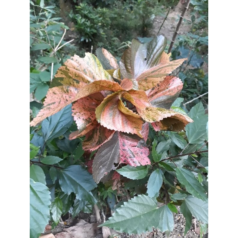 puring merah langka puring keong