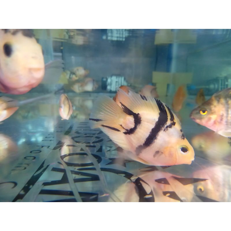 ikan hias perot/Parrot/Perot kuning tiger