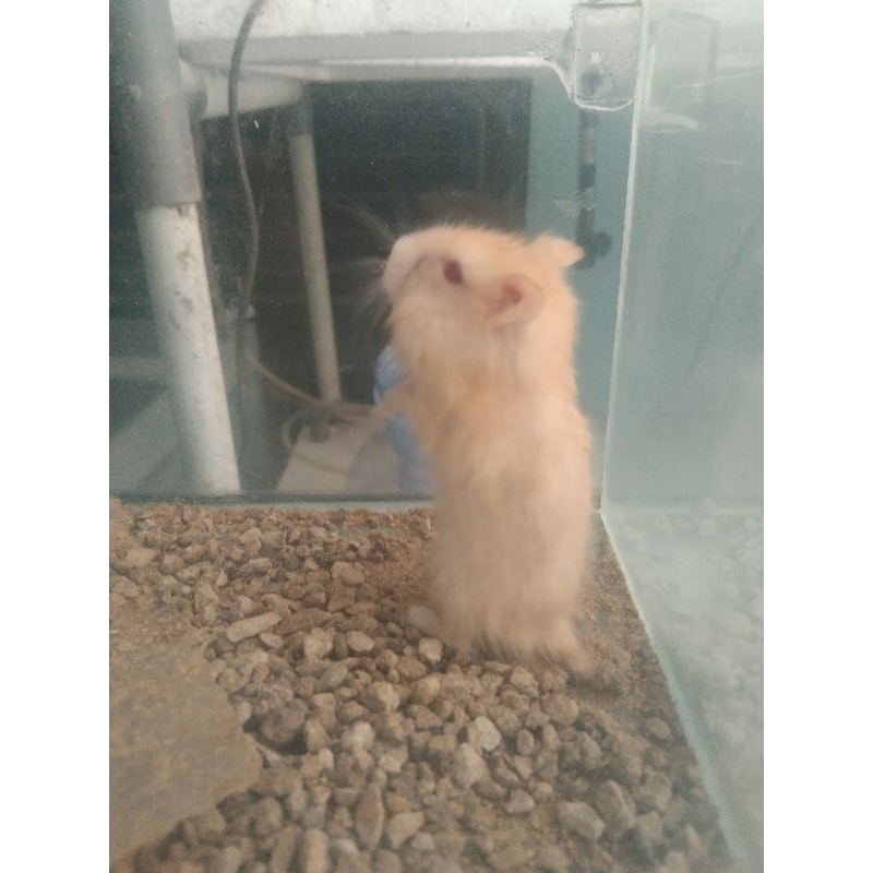 

Box Packing Ww Golden Ww Pearl Semarang✅