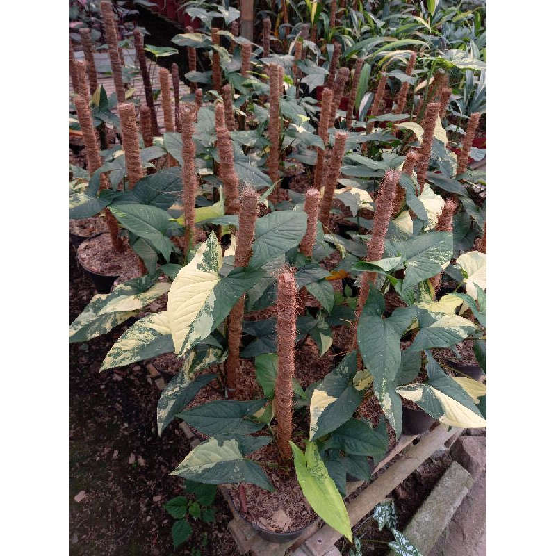 syngonium yellow variegated | syngonium aurea | syngonium varigata