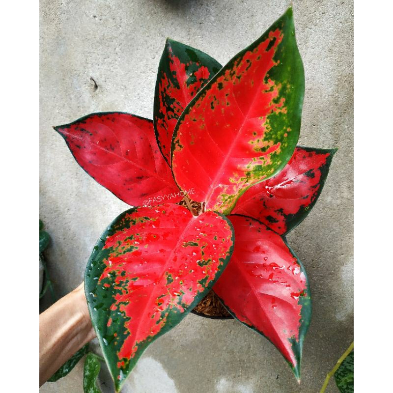 AGLAONEMA SUKSOM JAIPONG - AGLONEMA SUKSOM JAIPONG LOKAL ROSSET
