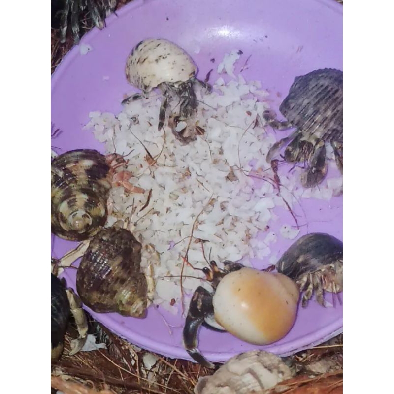 Makanan Kelomang Darat Bernutrisi Dan Kalsium Tinggi