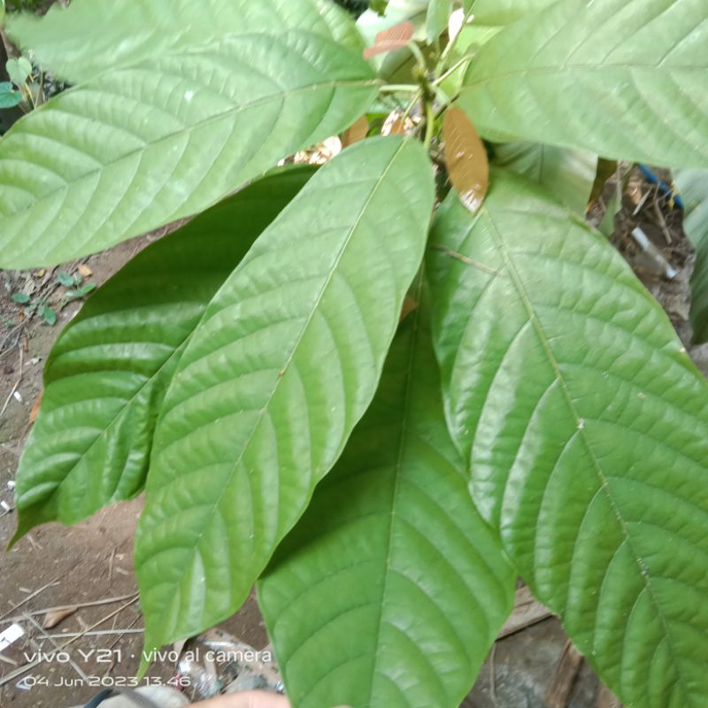 

daun coklat segar untuk bungkus peyem bandung perlembar