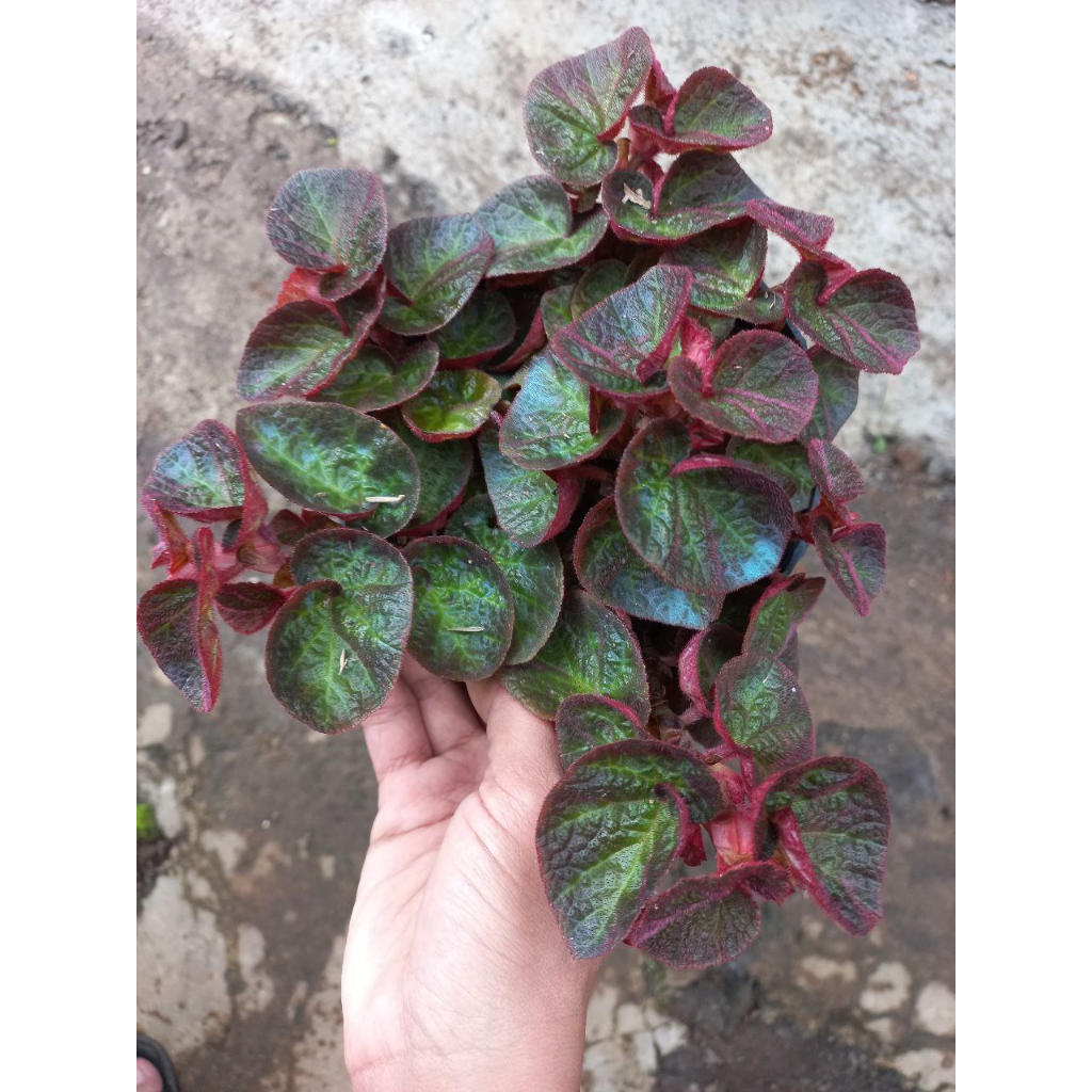 Begonia Sp: Karpet Hijau dengan Pesona Mangkok