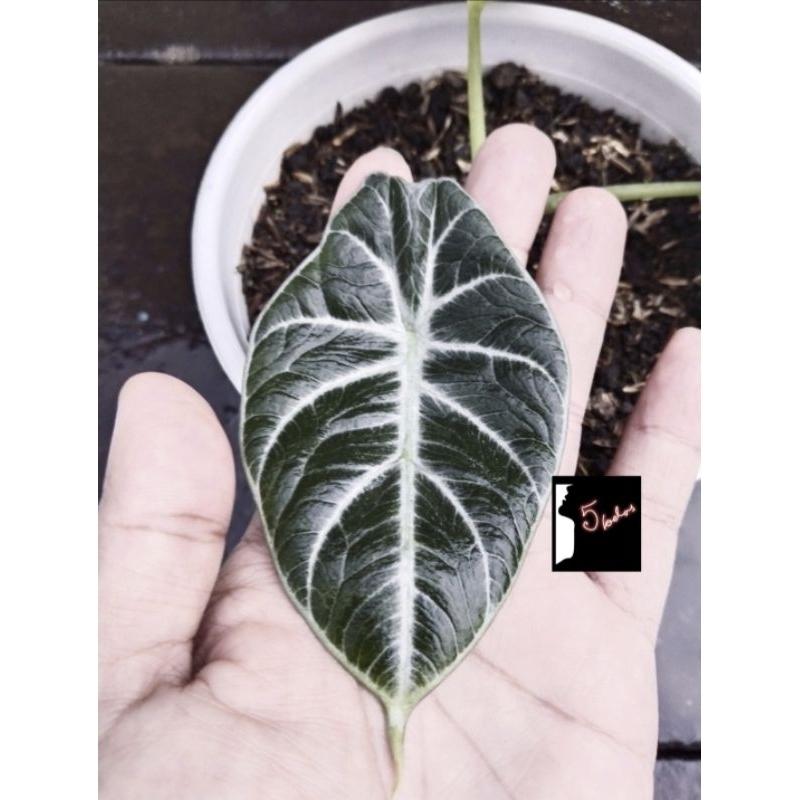 Promo Size Remaja tanaman hias alocasia black velvet asli rawatan pribadi bunga keladi alokasia blac