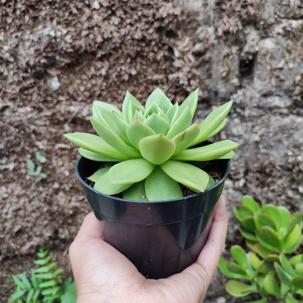 Echeveria Agavoides Gilva | DP 10cm | Sukulen