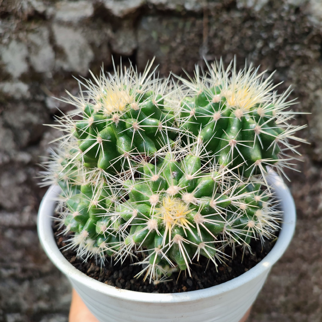 Echinocactus Grusoni (Golden Barrel) | DP 15 Cm | Kaktus